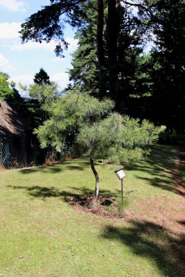 Pinus ayacahuite - borovice mexická - celek